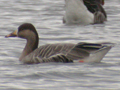 Bar-headed Goose x Swan Goose hybrid